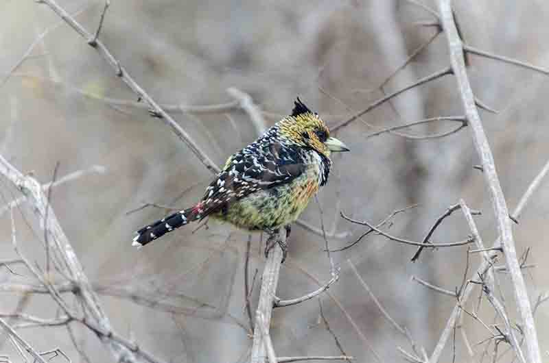 Crested Barbet - reserva Sabi Sands - Sudáfrica 1.jpg